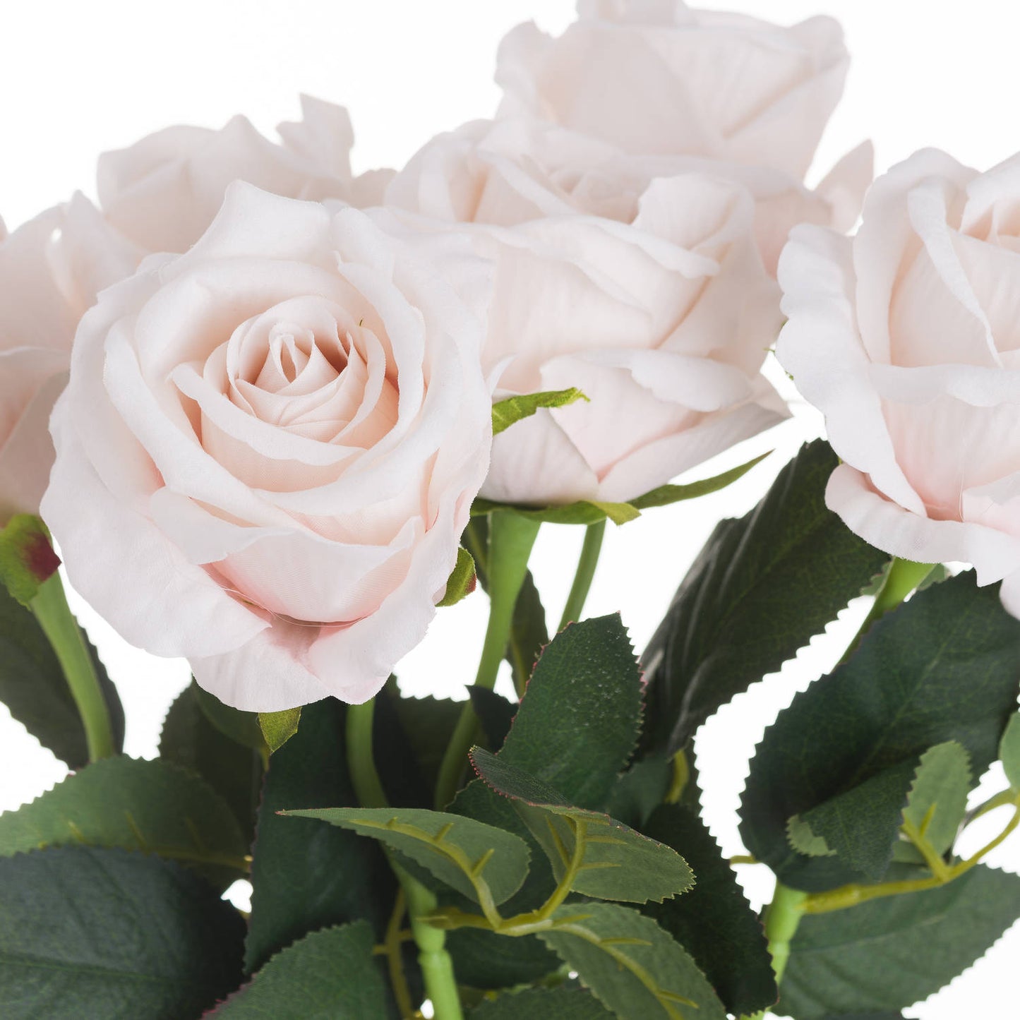 Pastel pink tea rose