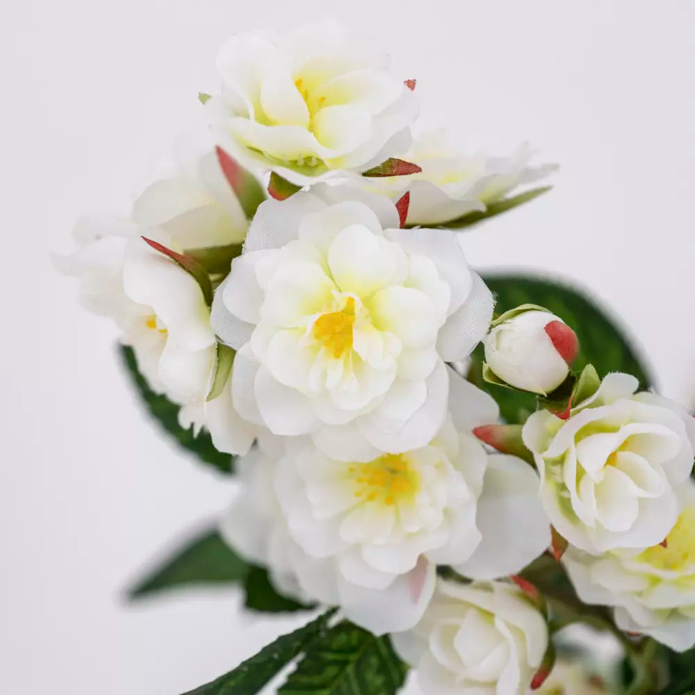 Climbing Rose Cream