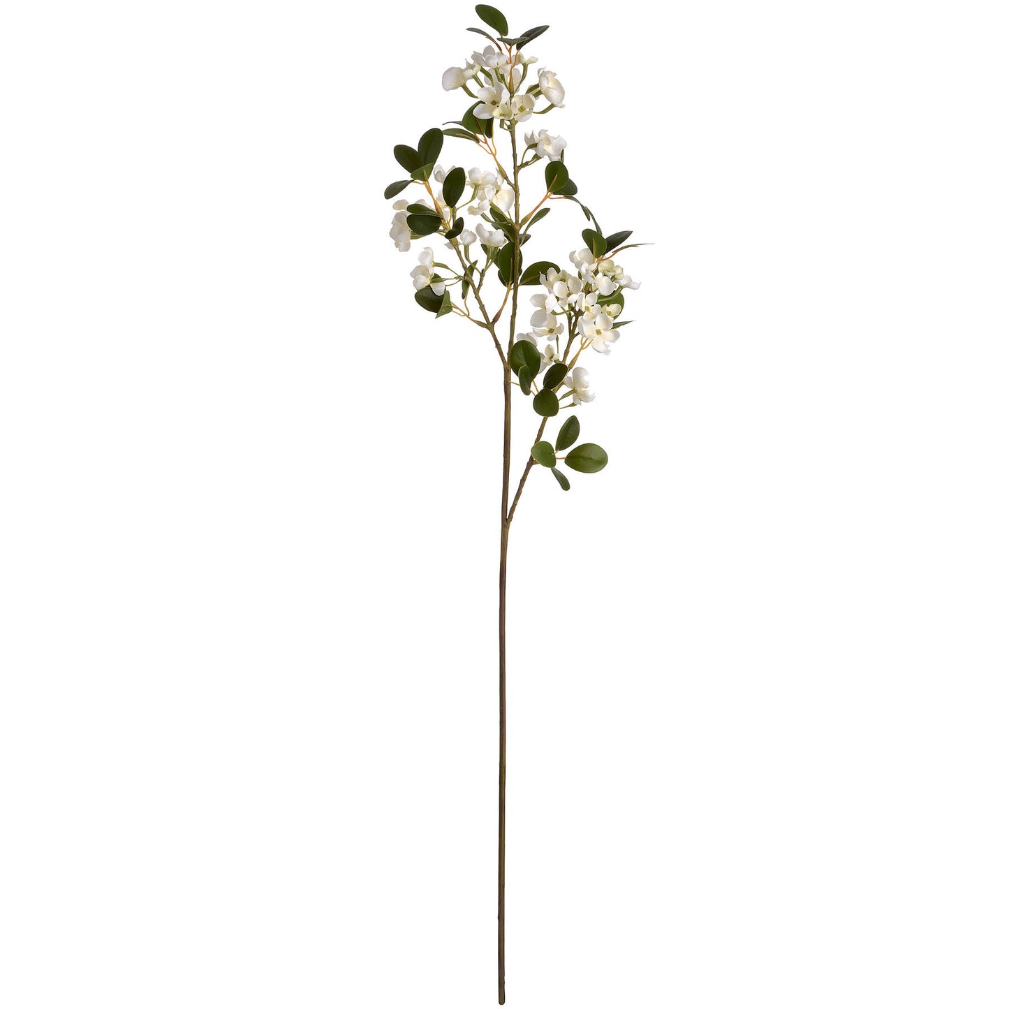 White spring mock orange flower