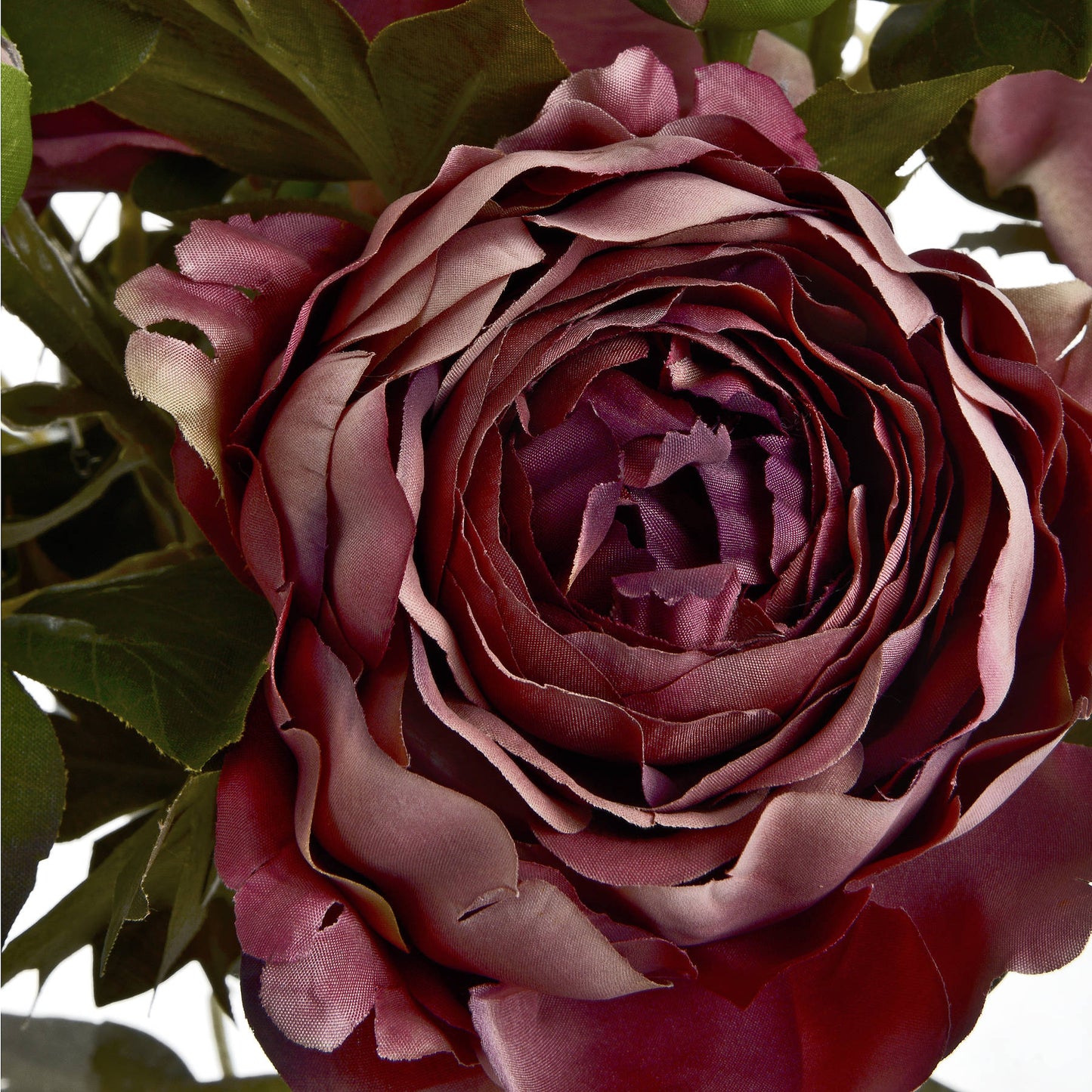 Dusty pink spray rose peony