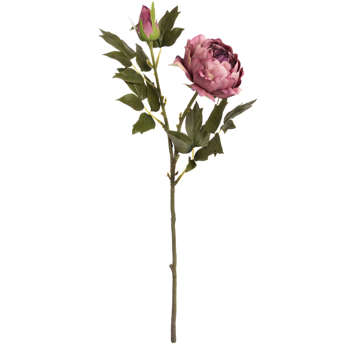 Dusty pink spray rose peony