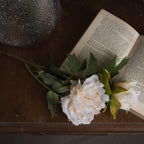 White fashion peony
