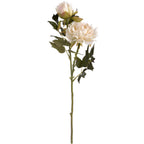 White fashion peony