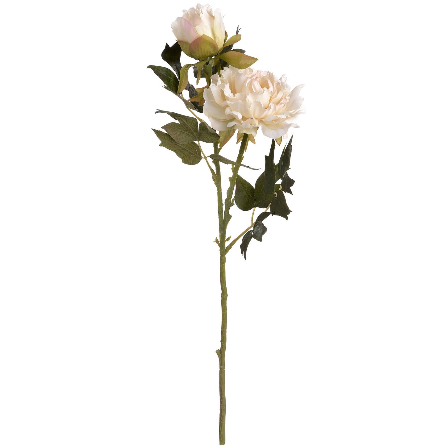 White fashion peony