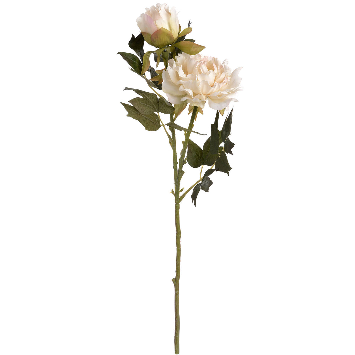 White fashion peony