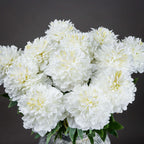 Classic white peony