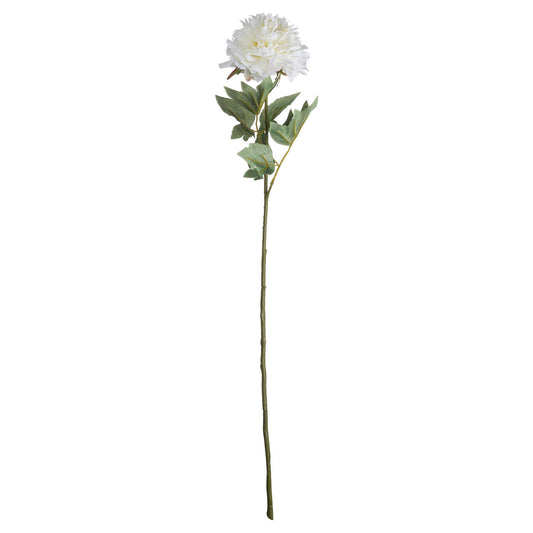 Classic white peony