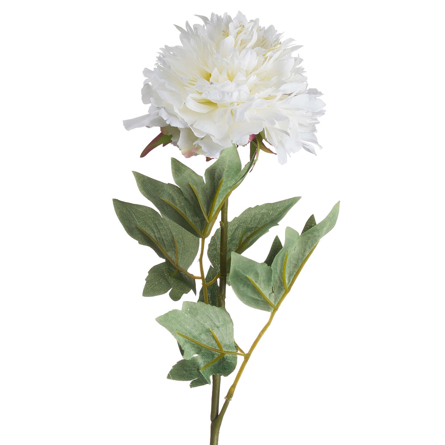 Classic white peony
