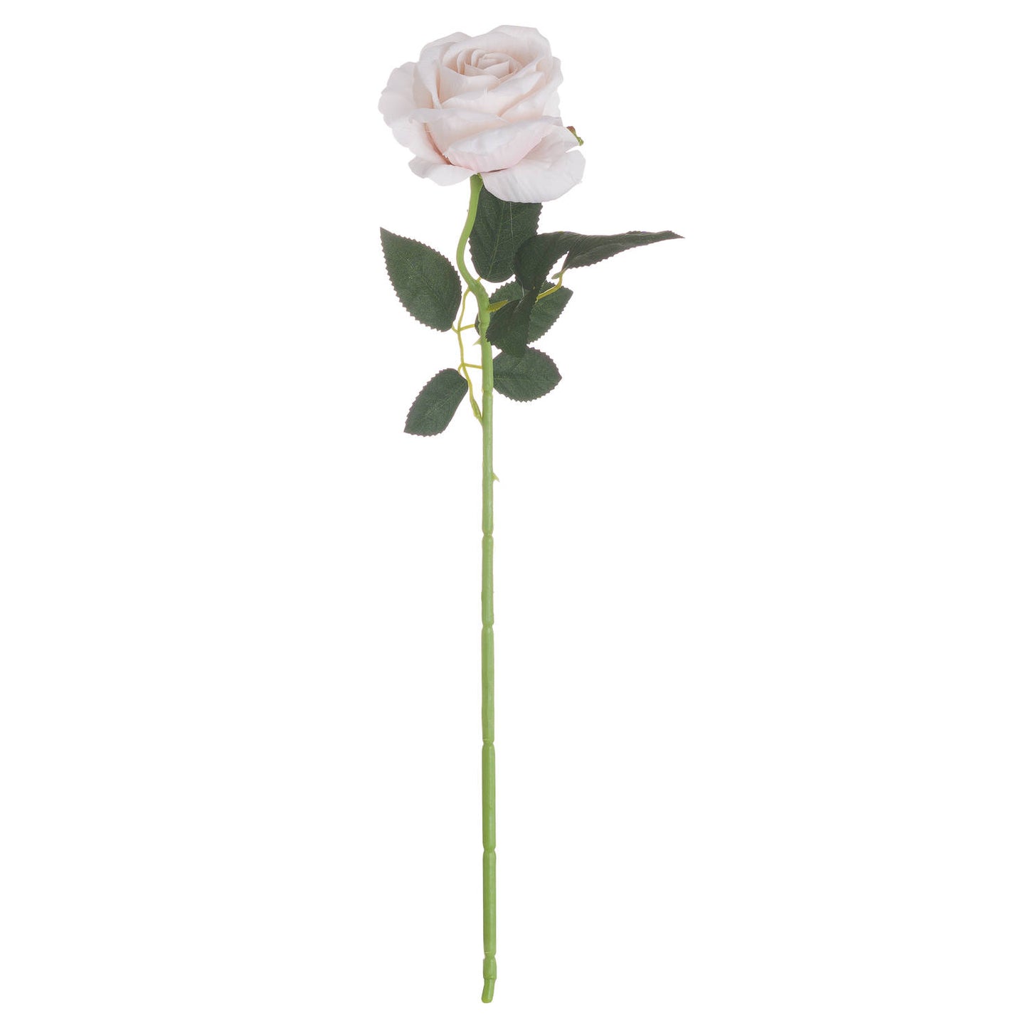 Pastel pink tea rose