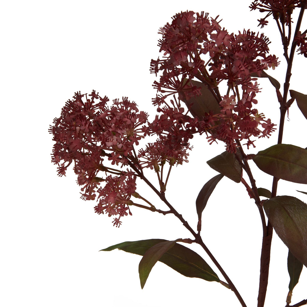 Medium Burgundy Smokebush stem