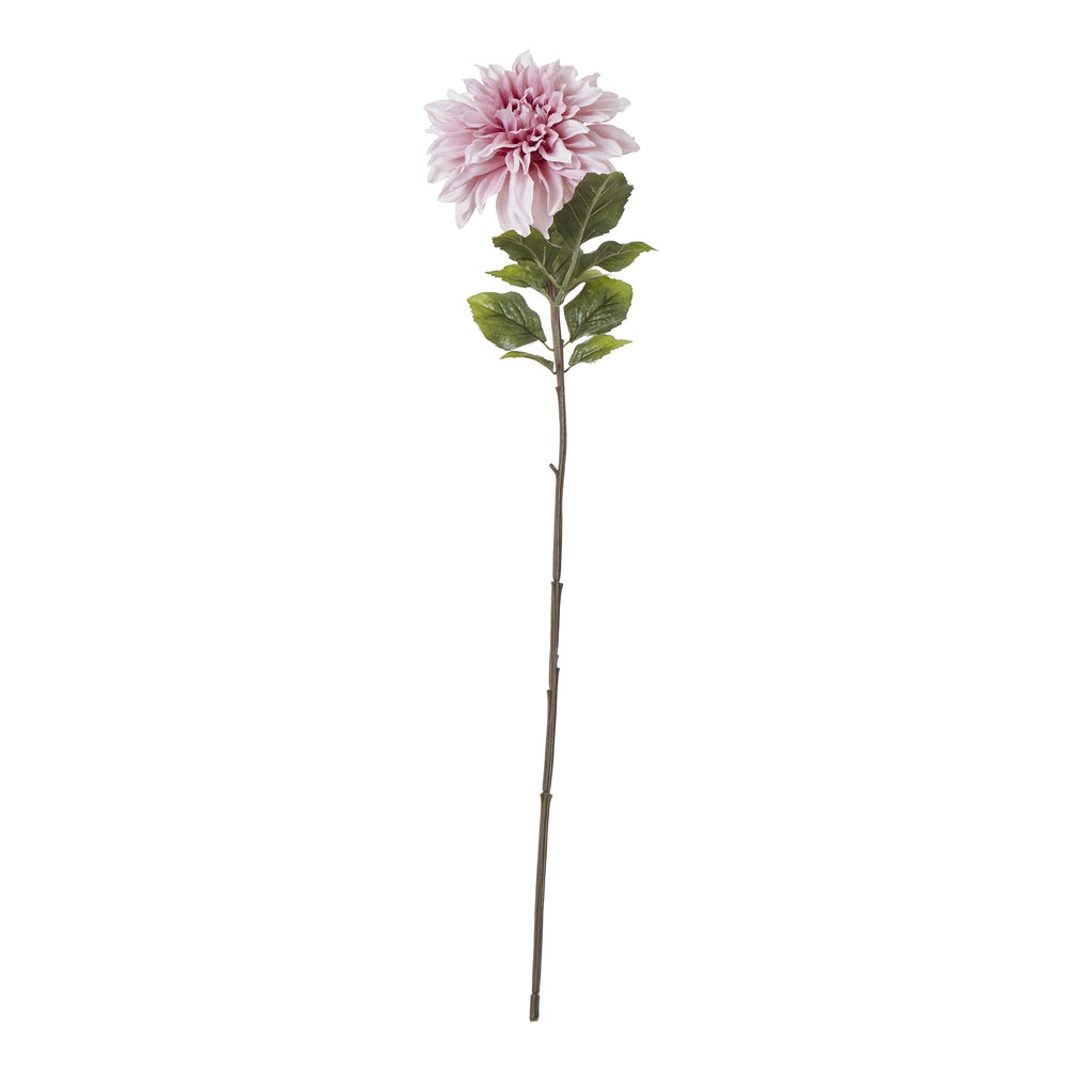 Pink Dahlia