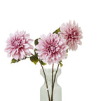 Pink Dahlia