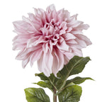 Pink Dahlia
