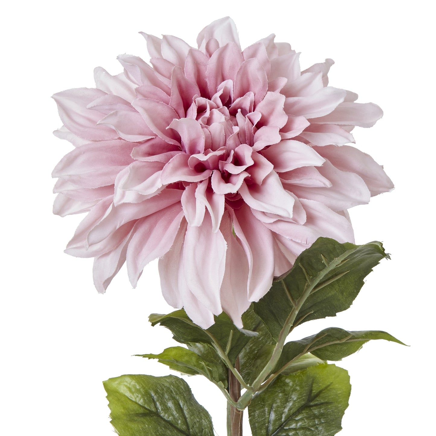 Pink Dahlia