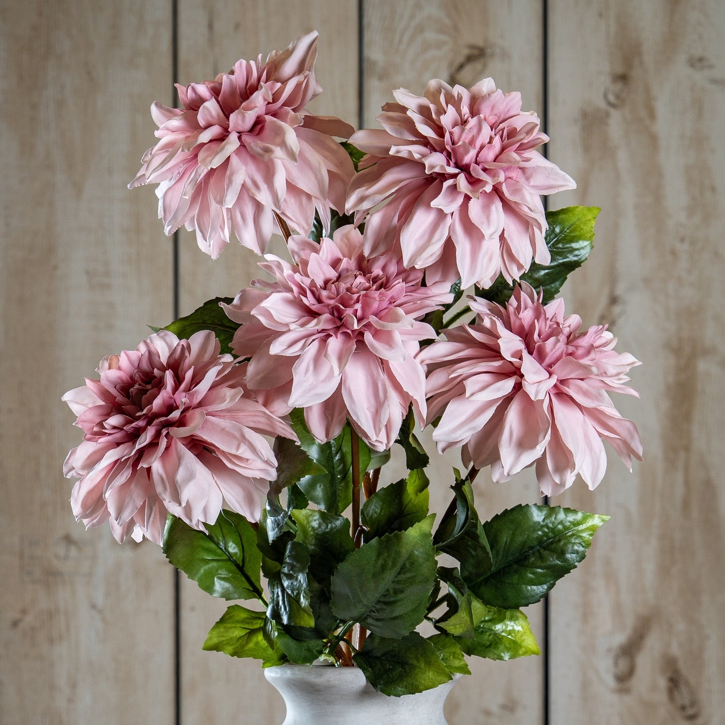 Pink Dahlia