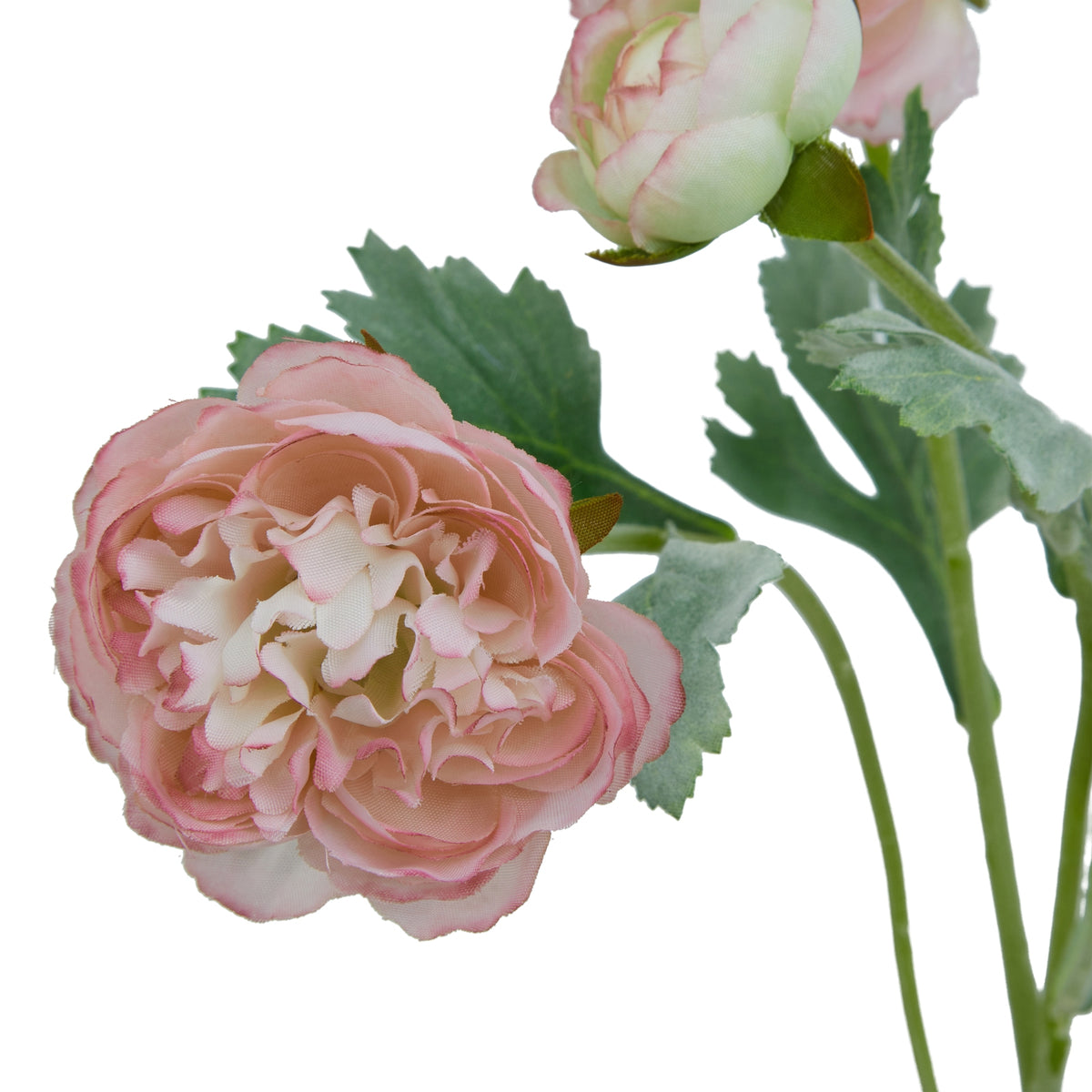 Pink Ranunculus