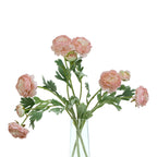 Pink Ranunculus