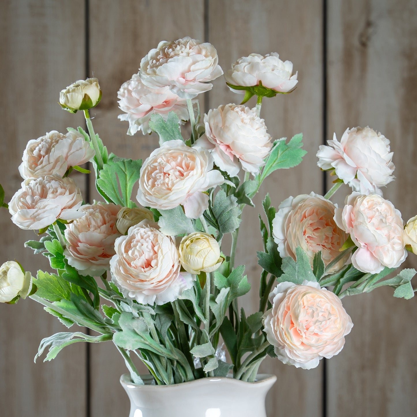 Pink Ranunculus