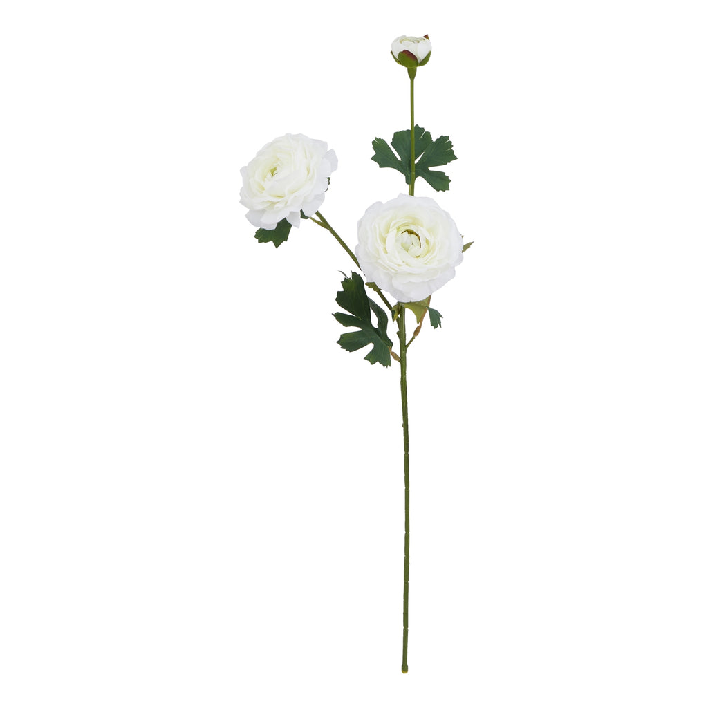 White Ranunculus