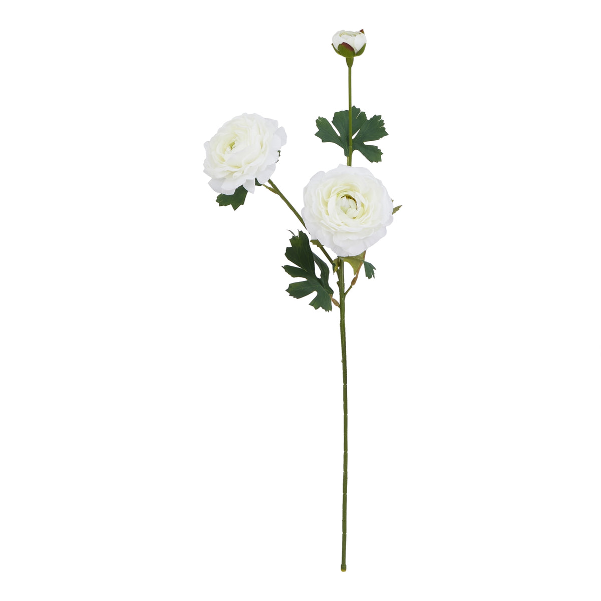 White Ranunculus