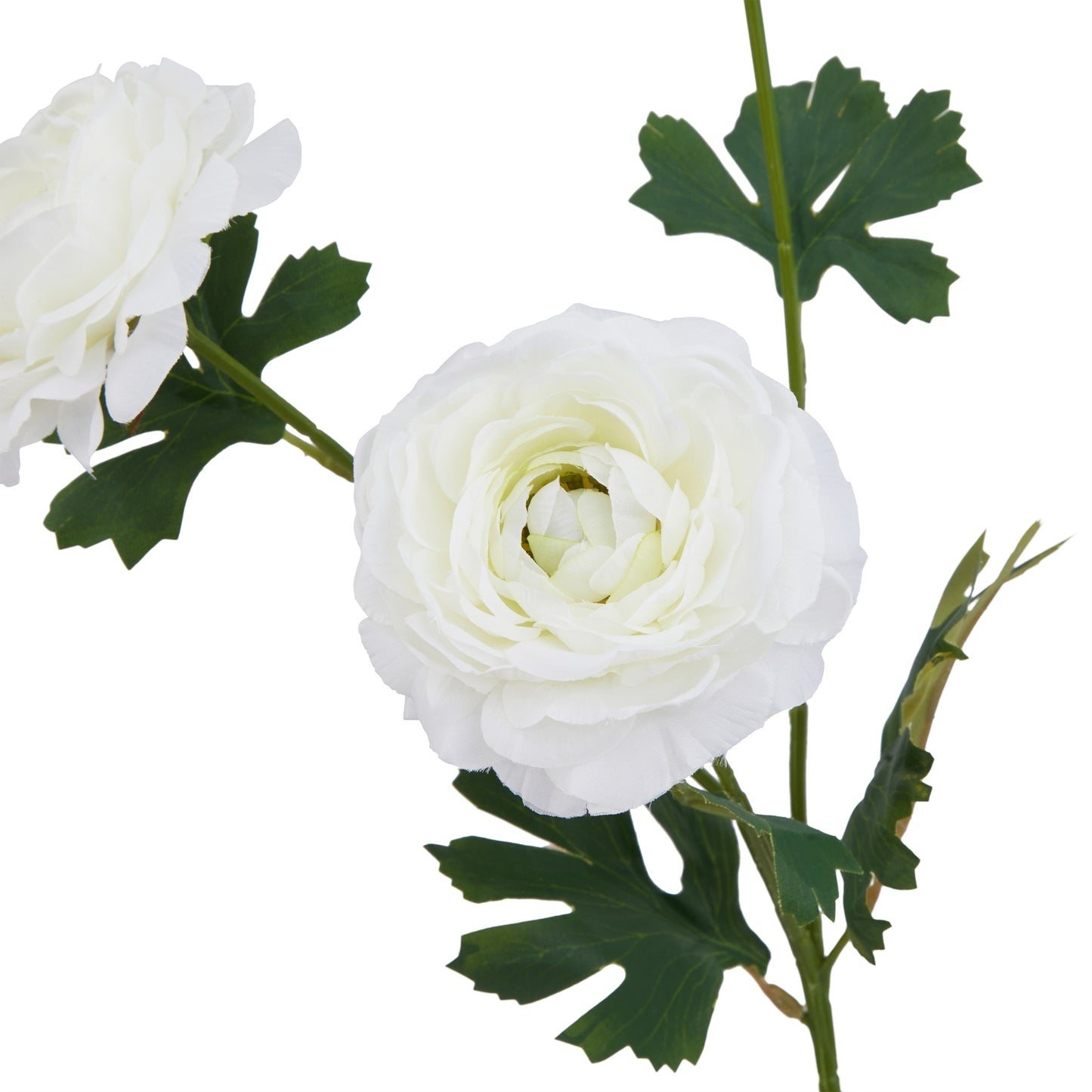 White Ranunculus