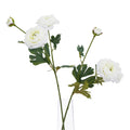 White Ranunculus