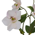 Pale apricot Hellibore