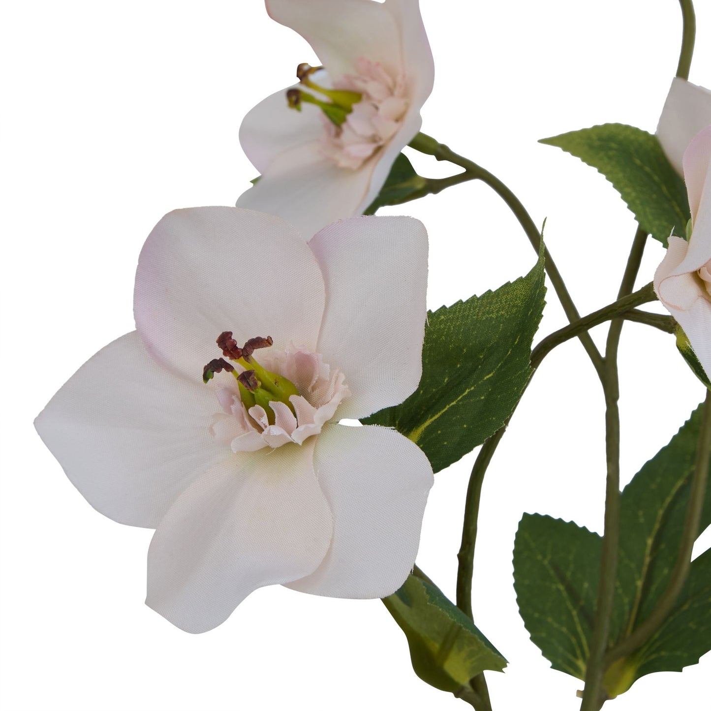Pale apricot Hellibore