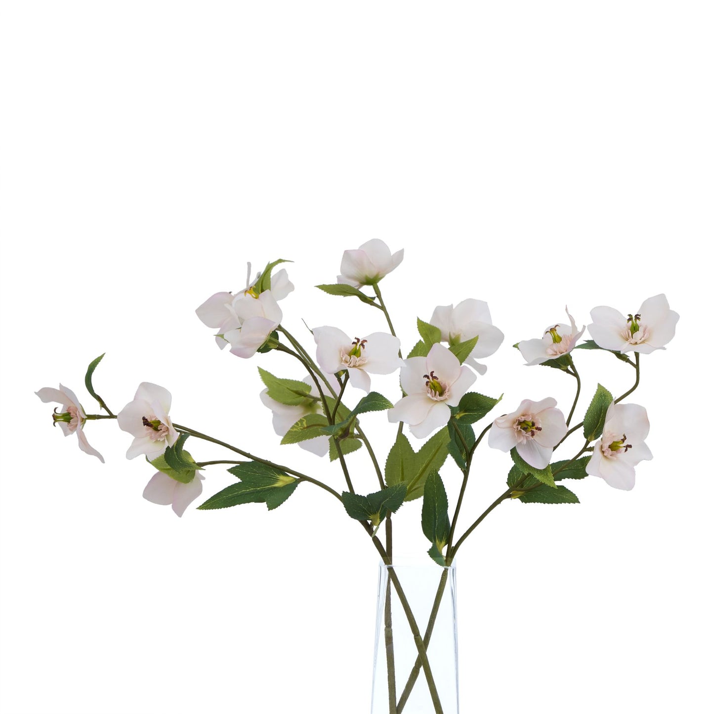 Pale apricot Hellibore