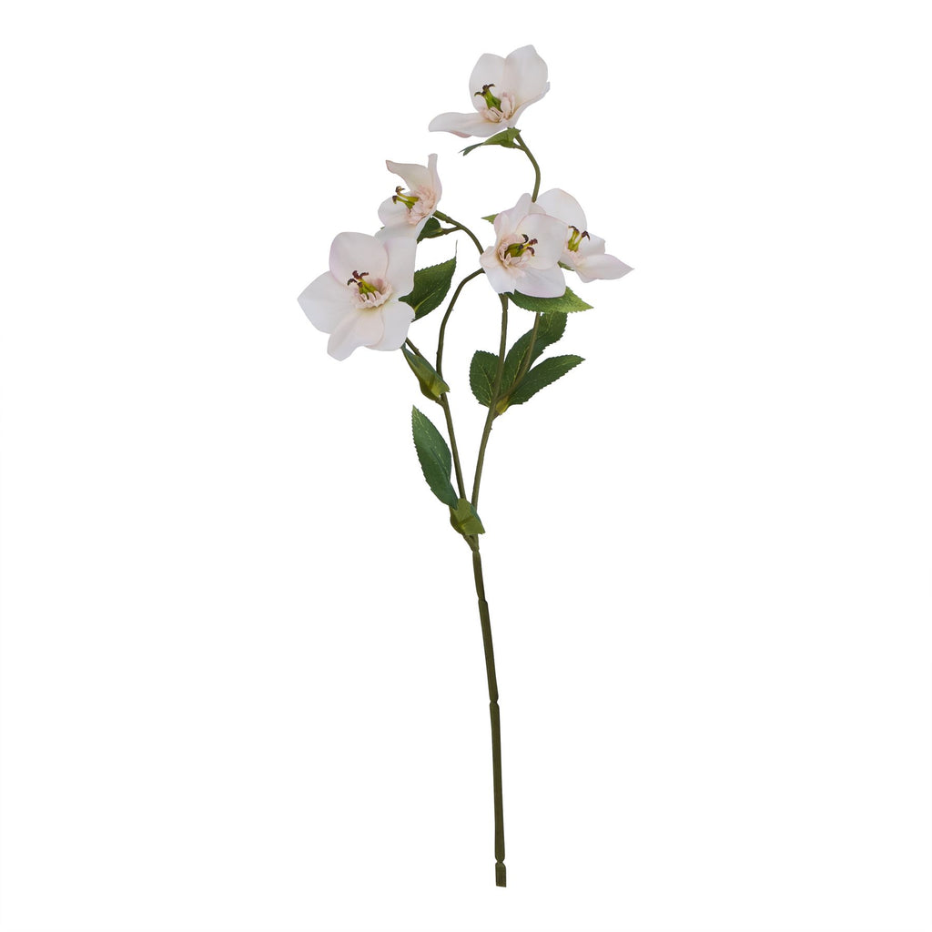 Pale apricot Hellibore