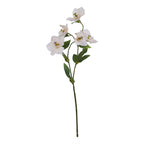 Pale apricot Hellibore