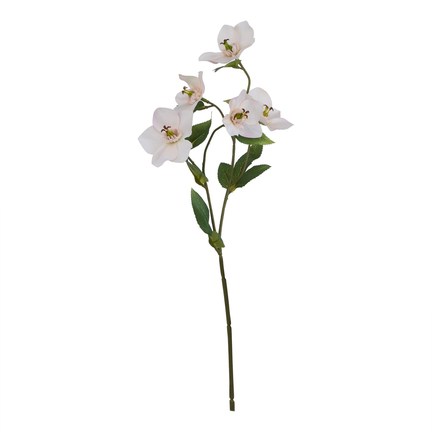 Pale apricot Hellibore