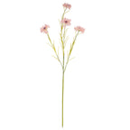 Pink Cornflower Stem