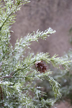 Fleur Pine Tree with Cones & Snow