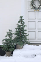 Fleur Pine tree with Basket and 60 LED lights