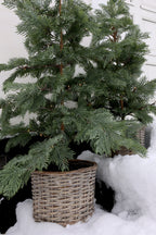 Fleur Pine tree with Basket and 60 LED lights