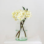Hydrangea Cream