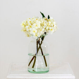 Hydrangea Cream