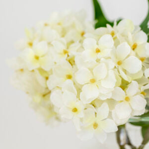 Hydrangea Cream