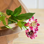 Astrantia Spray Dark Pink