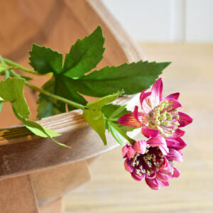 Astrantia Spray Dark Pink
