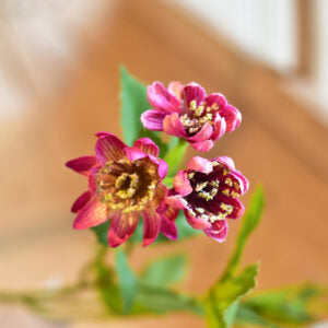 Astrantia Spray Dark Pink