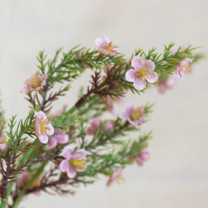 Portulaca Bunch