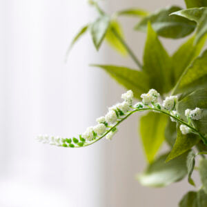 Persicaria White