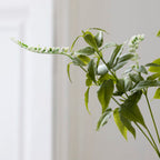 Persicaria White