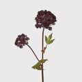 Burgundy Angelica Seed Head with leaves