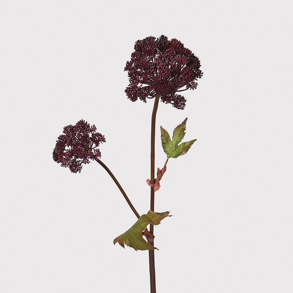 Burgundy Angelica Seed Head with leaves
