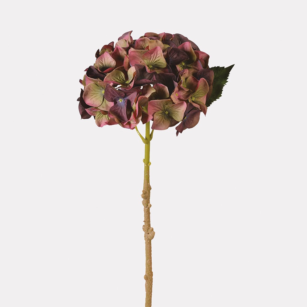 Fig and Olive Traditional Hydrangea
