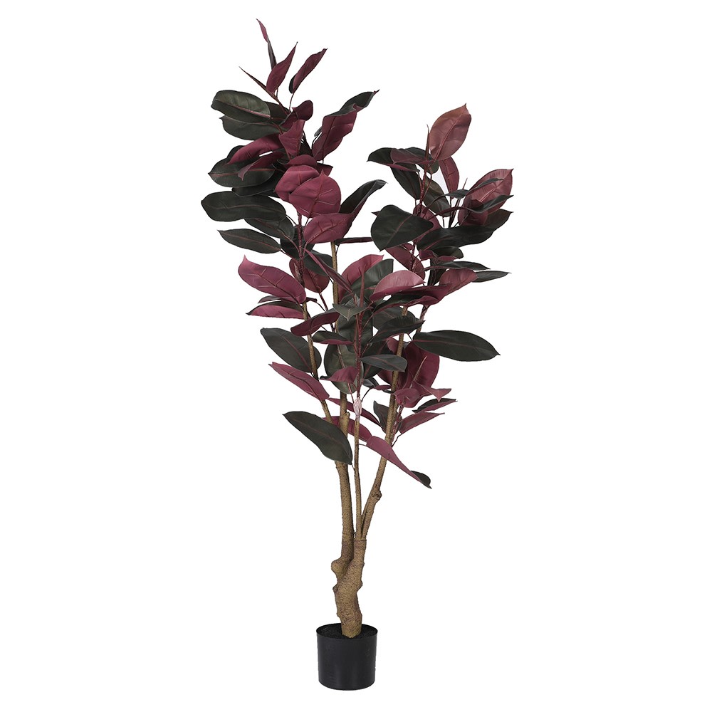 Dark Leaf Magnolia Tree
