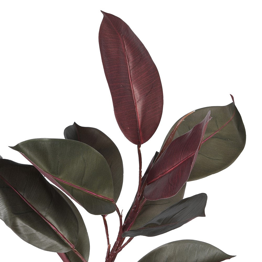 Dark Leaf Magnolia Tree